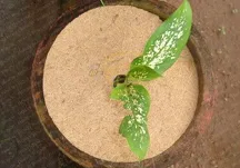 Sun Bionaturals (India) Private Limited - Agriculture products | India