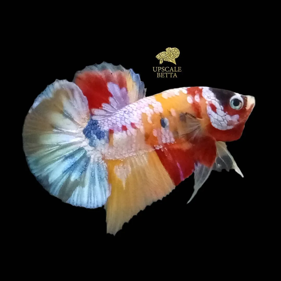 Upscale Betta - Others & Miscellaneous products | Indonesia