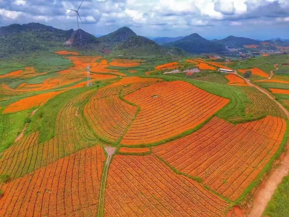 Shaanxi Kingsci Biotechnology Co., Ltd. - Foods & Beverages products | China