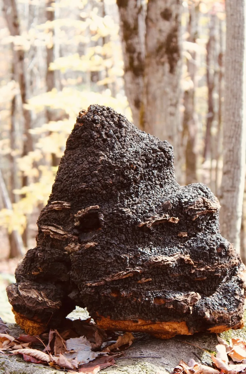Chi Chaga Mushrooms - Foods & Beverages products | Canada