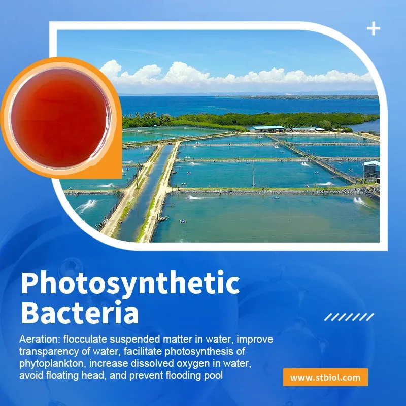 Hebei Shuntian Biotechnology Co., Ltd. - Agriculture products | China