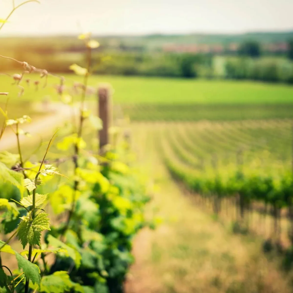Shale Oak Winery - Foods & Beverages products | United States