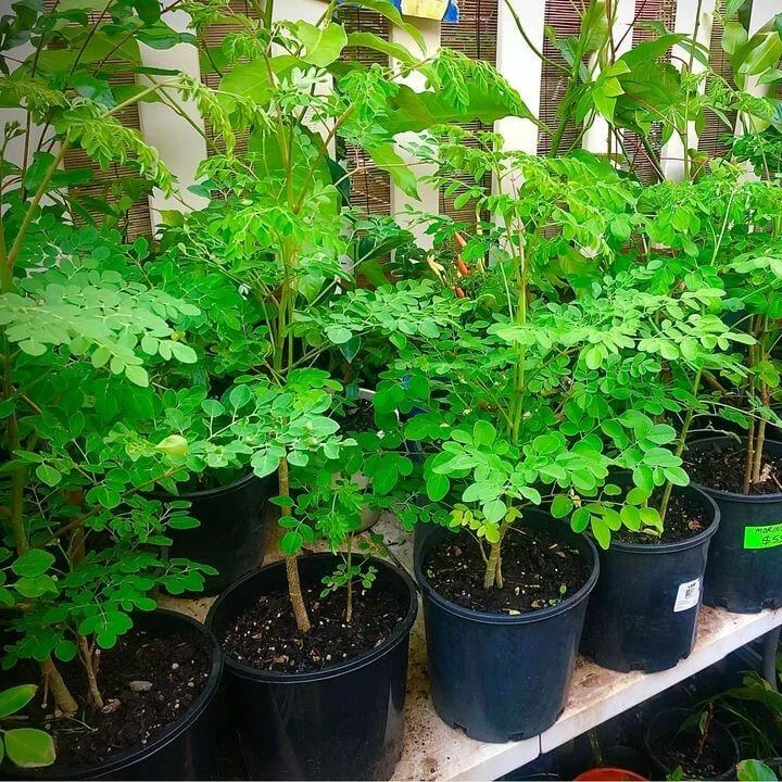 Sai Nursery Pty Ltd - Agriculture products | Australia