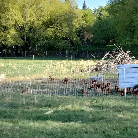 Sunrise Meadows Farm - Agriculture products | Canada