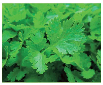 Emerald Greens - Agriculture products | Ireland
