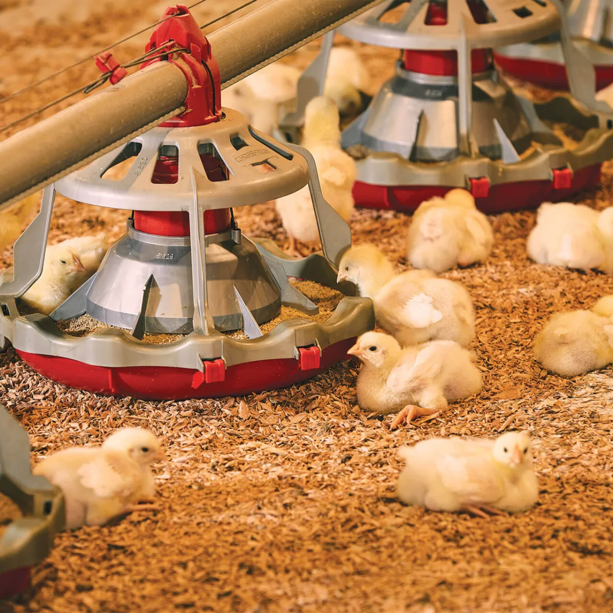 Rossdown Farms & Natural Foods - Agriculture products | Canada
