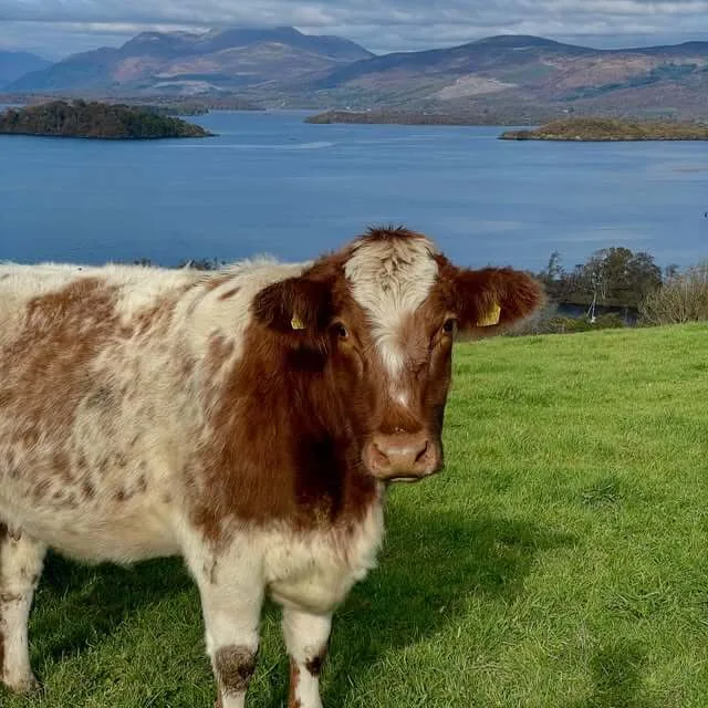 Portnellan Farm - Agriculture products | United Kingdom