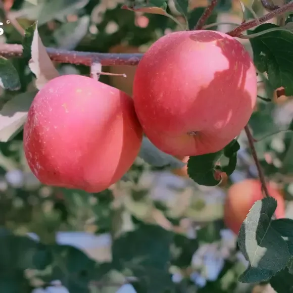 Semios - Agriculture products | Canada