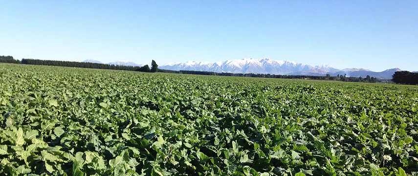 Specialty Seeds - Agriculture products | New Zealand