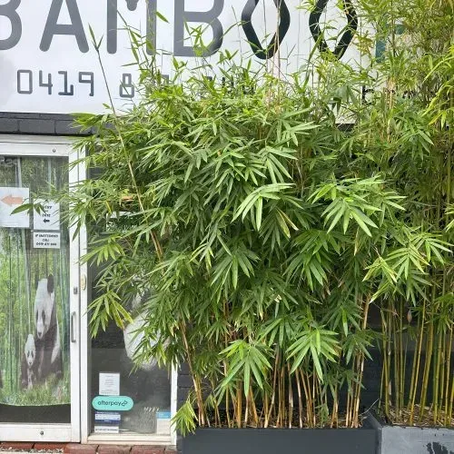 Bamboo Plus - Household products | Australia
