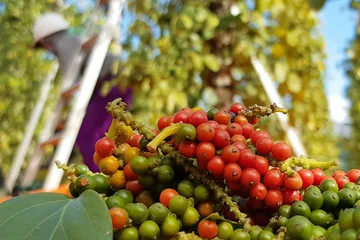 Olam Food Ingredients Ghana Ltd - Foods & Beverages products | Ghana