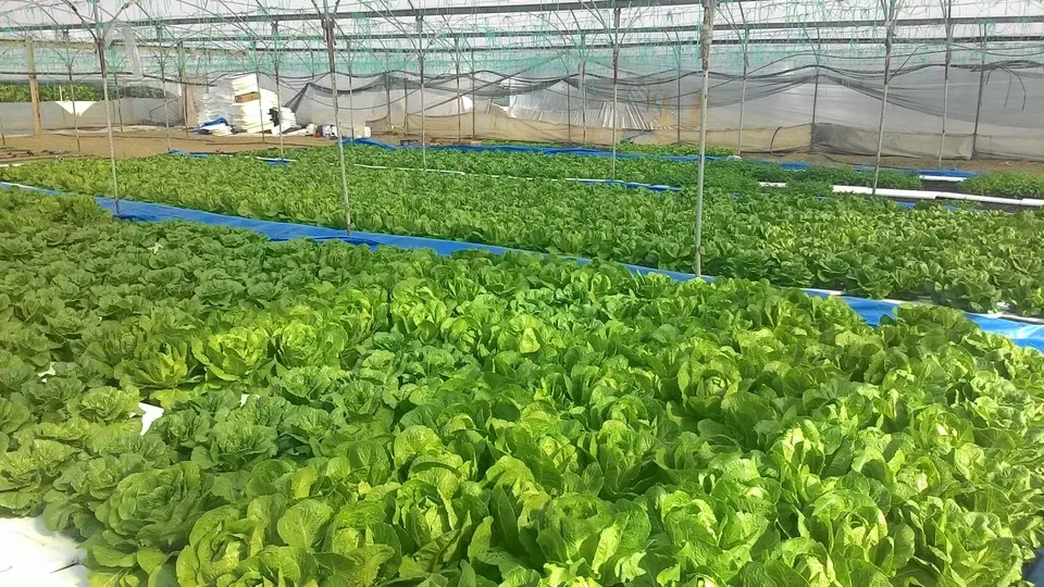Bioplant Agriculture - Agriculture products | Türkiye