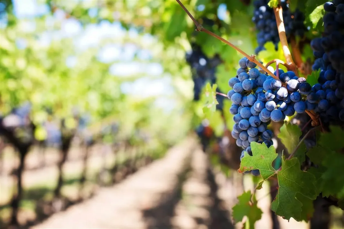 Zest Biotech - Agriculture products | New Zealand