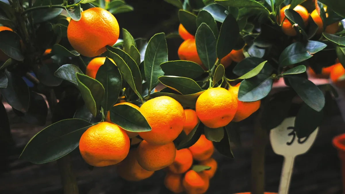 Biolchim S.p.A. - Agriculture products | Italy