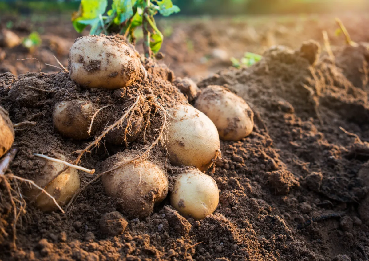 Lallemand Plant Care - Agriculture products | Canada