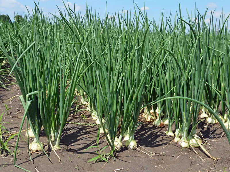 Desarrollo Agrícola y Minero, S.A. - Agriculture products | Spain