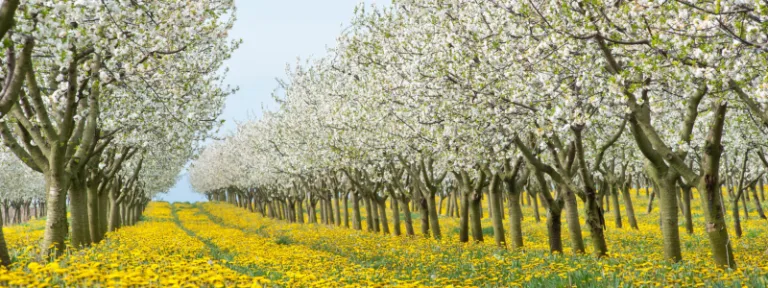 Andermatt Group AG - Agriculture products | Switzerland