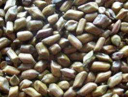 Agro Gums - Foods & Beverages products | India