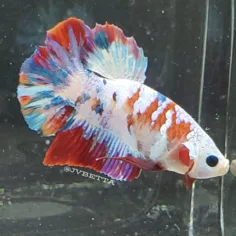 JV Betta - Others & Miscellaneous products | United States