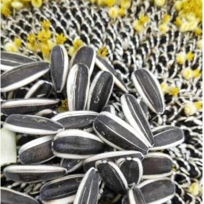 Hebei Shuangxing Seeds Co., Ltd - Agriculture products | China
