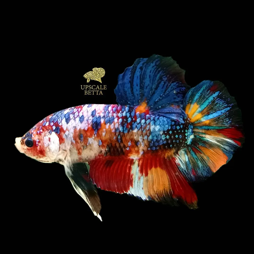 Upscale Betta - Others & Miscellaneous products | Indonesia