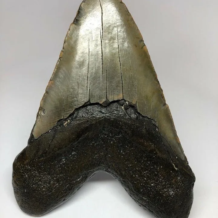 Rocksolid Fossils - Crafts, Gifts & Toys products | United States