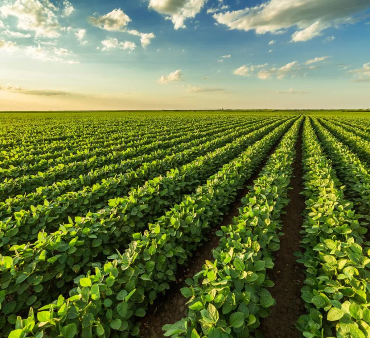 Archer Daniels Midland - Agriculture products | United States