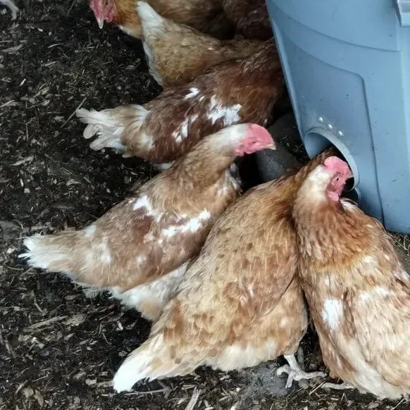 Sunrise Meadows Farm - Agriculture products | Canada