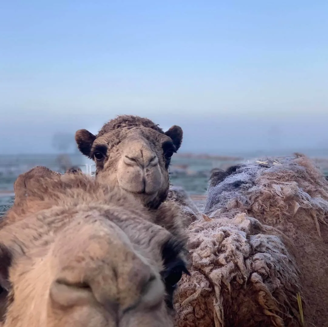The Camel Milk Co. - Foods & Beverages products | Australia