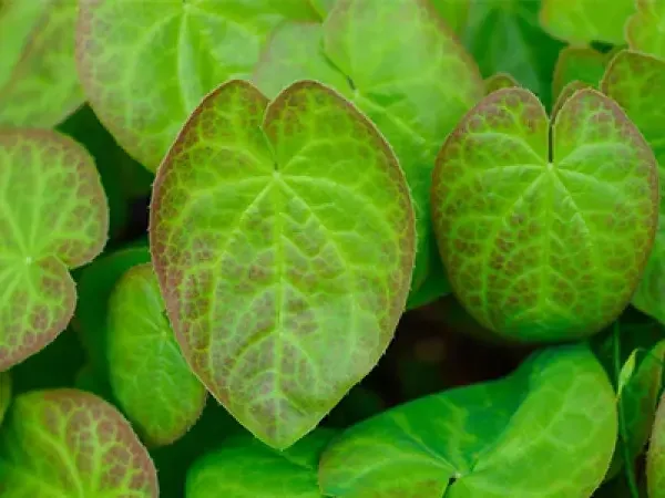 Chengdu Chenlv Herb Co., Ltd. - Agriculture products | China