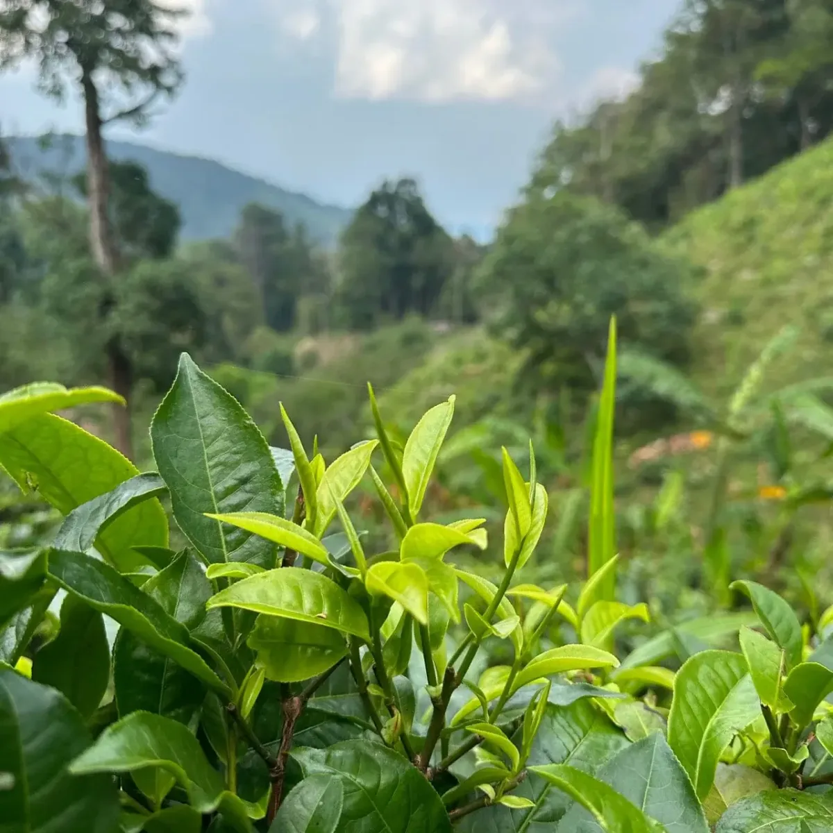 Rishi Tea & Botanicals - Foods & Beverages products | United States