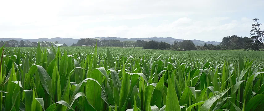 Specialty Seeds - Agriculture products | New Zealand