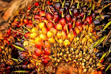 Olam Food Ingredients Ghana Ltd - Foods & Beverages products | Ghana