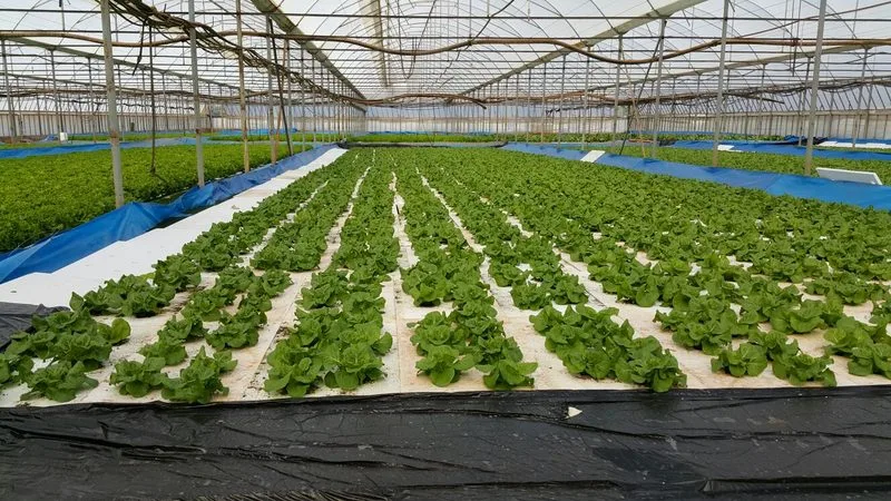Bioplant Agriculture - Agriculture products | Türkiye