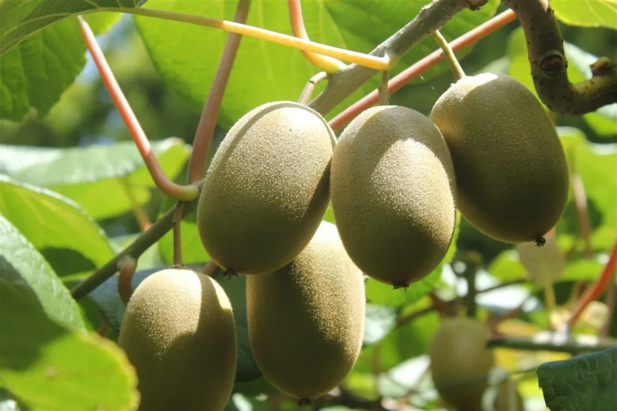 Zest Biotech - Agriculture products | New Zealand