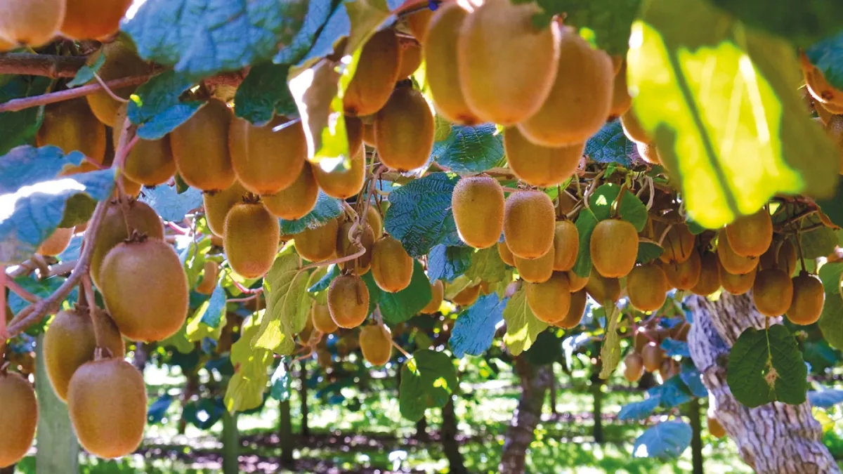 Biolchim S.p.A. - Agriculture products | Italy