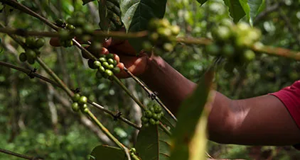ETG Inputs Holdco Limited - Agriculture products | United Arab Emirates
