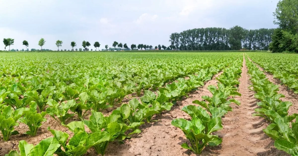 SESVanderHave NV - Agriculture products | Belgium