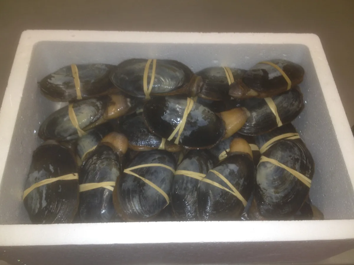 Victor Seafoods - Foods & Beverages products | Portugal
