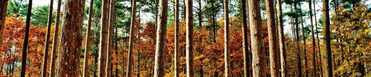 Biewer Lumber - Construction products | United States
