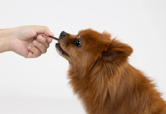 Flamingo Pet Products NV - Others & Miscellaneous products | Belgium