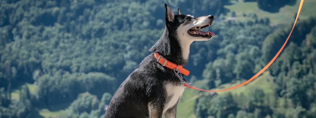 Red Dingo Australia Pty Ltd - Others & Miscellaneous products | Australia