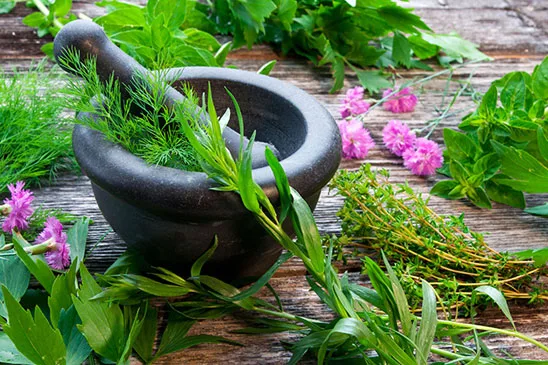 Verdure Herbals - Agriculture products | India