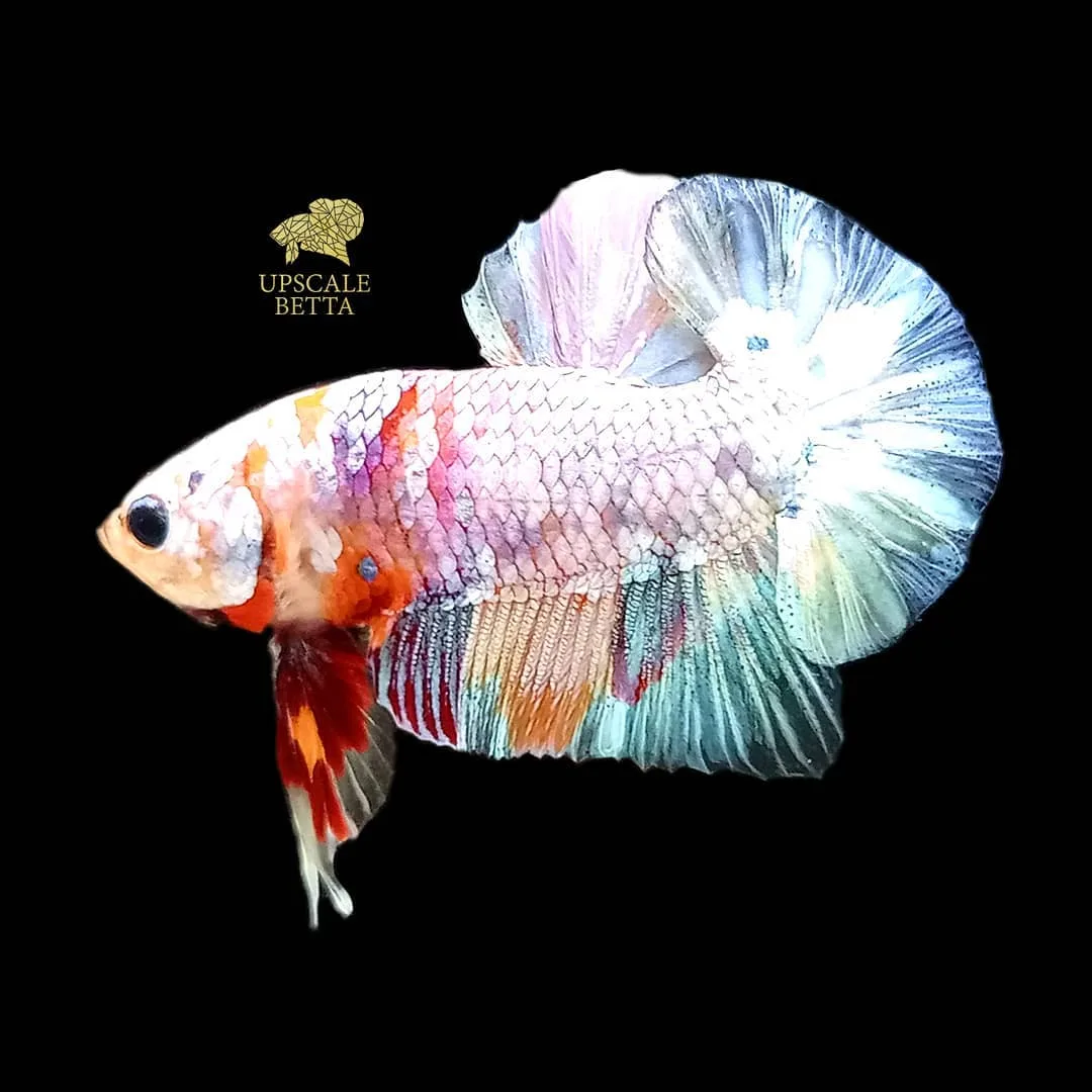 Upscale Betta - Others & Miscellaneous products | Indonesia