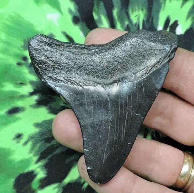 Rocksolid Fossils - Crafts, Gifts & Toys products | United States