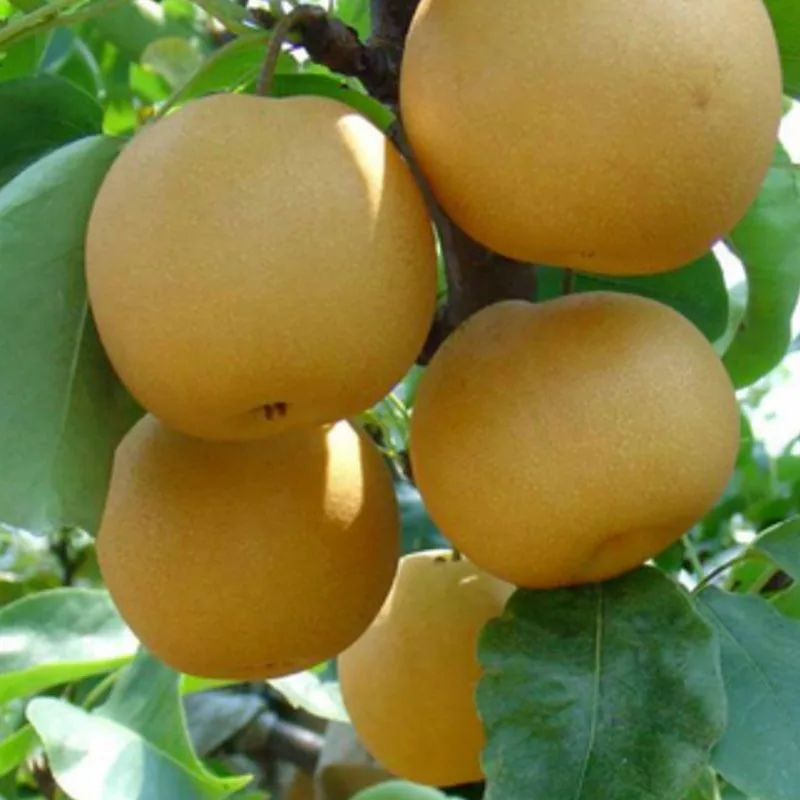 Shijiazhuang Guowang Fruits Sales - Agriculture products | China