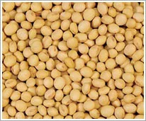 Strong International Trading Inc. - Agriculture products | Canada