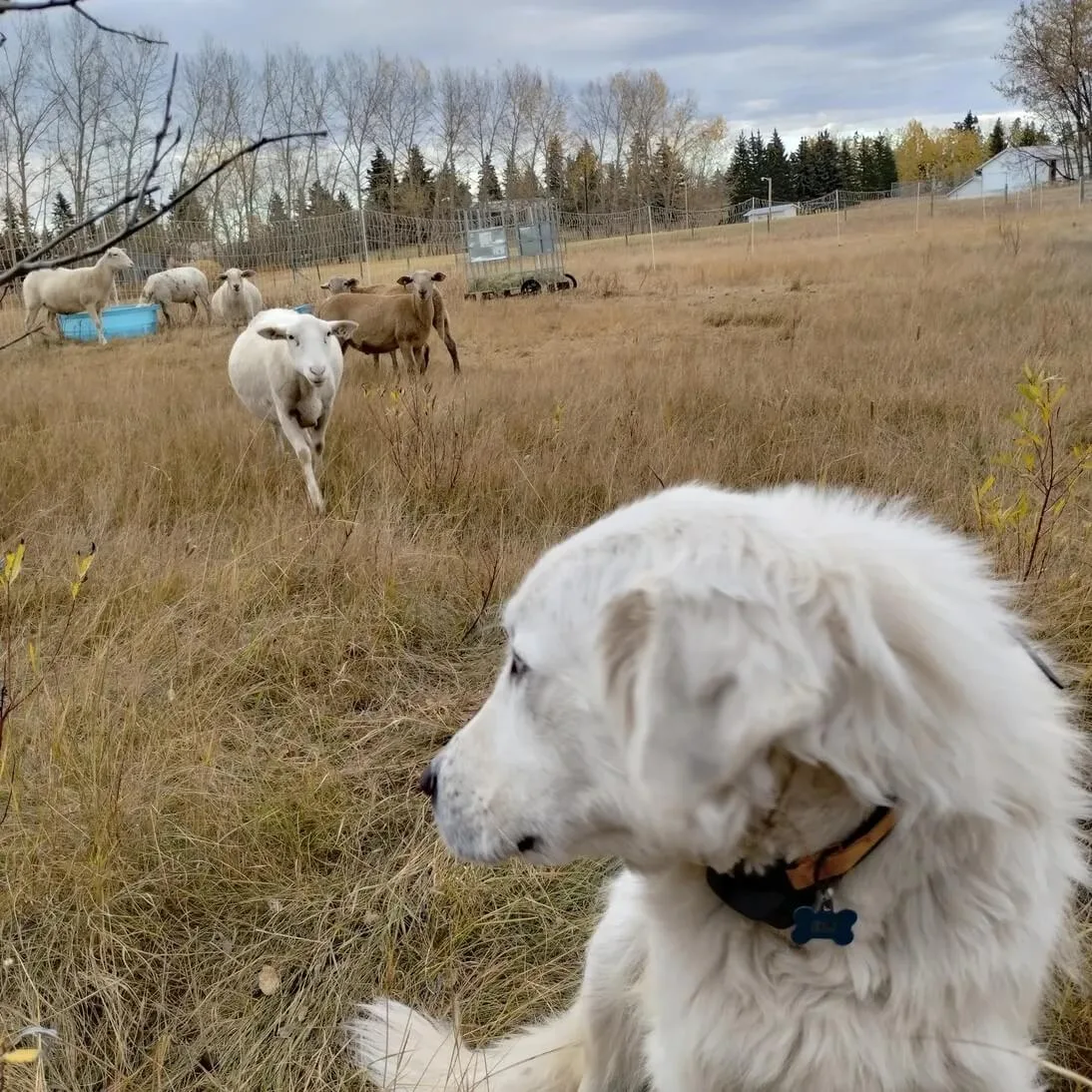 Sunrise Meadows Farm - Agriculture products | Canada