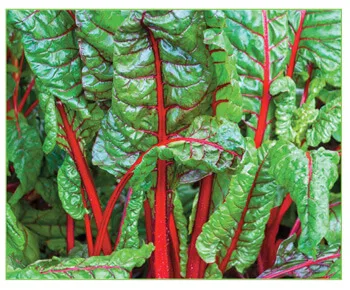 Emerald Greens - Agriculture products | Ireland