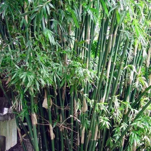 Bamboo Plus - Household products | Australia